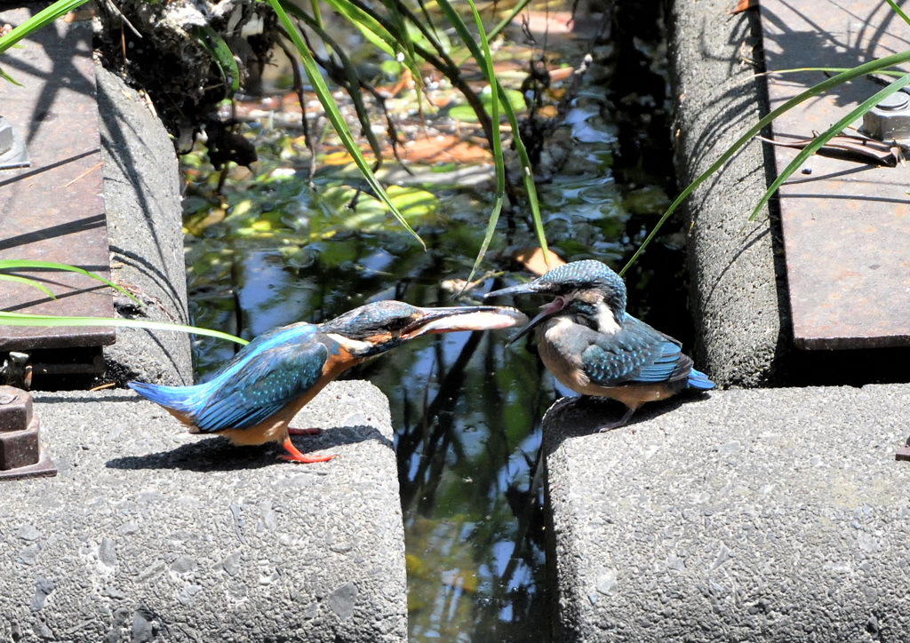 巣立ちした雛に給餌