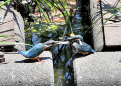 巣立ちした雛に給餌 巣立ちした雛に給餌