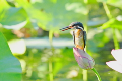 ハスカワセミ