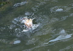カワセミの水浴び