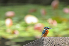 睡蓮池のカワセミ