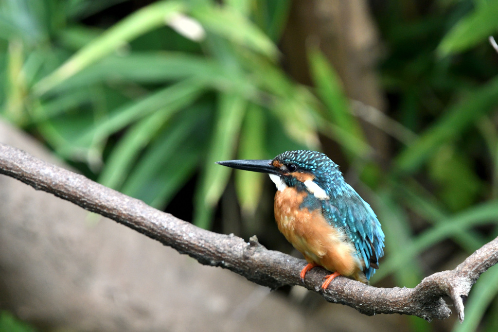 カワセミ君一休み