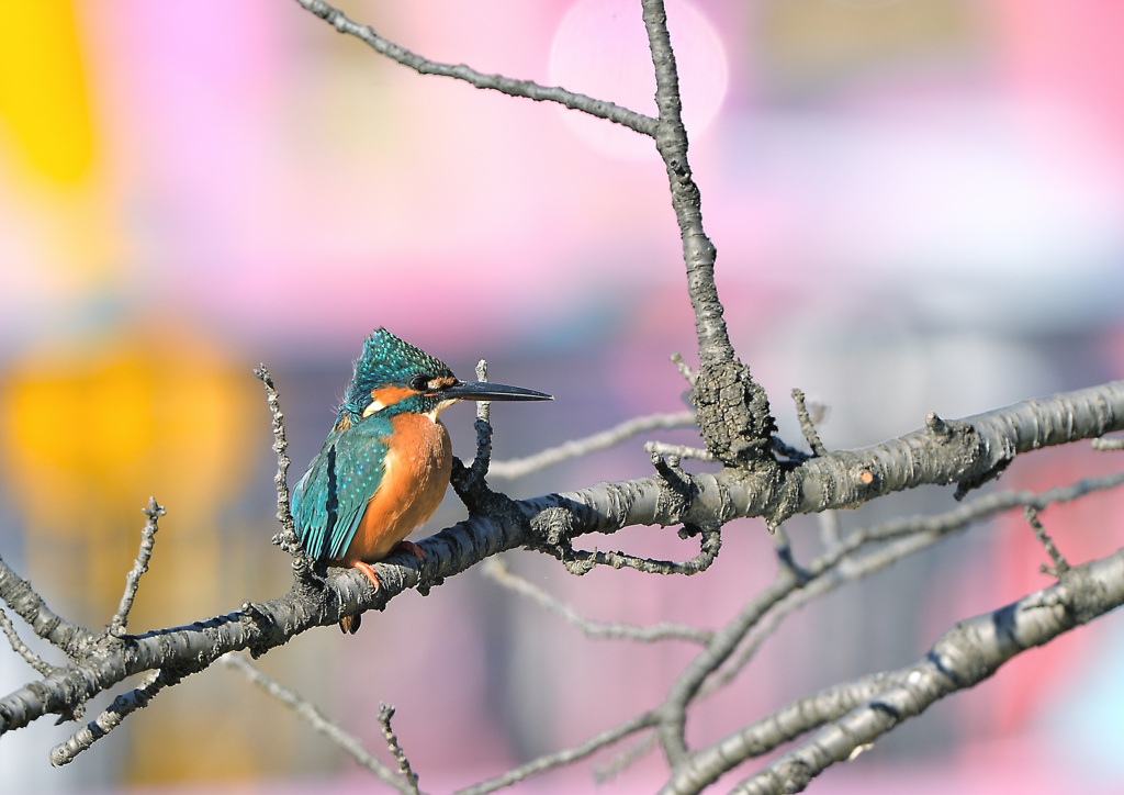 風でセットが乱れた