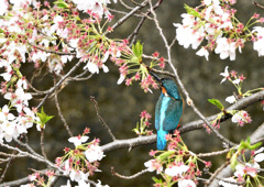 さくらカワセミ