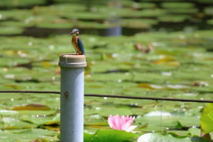 睡蓮とカワセミ
