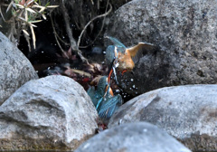 （３）オスの反撃