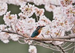 サクラカワセミ