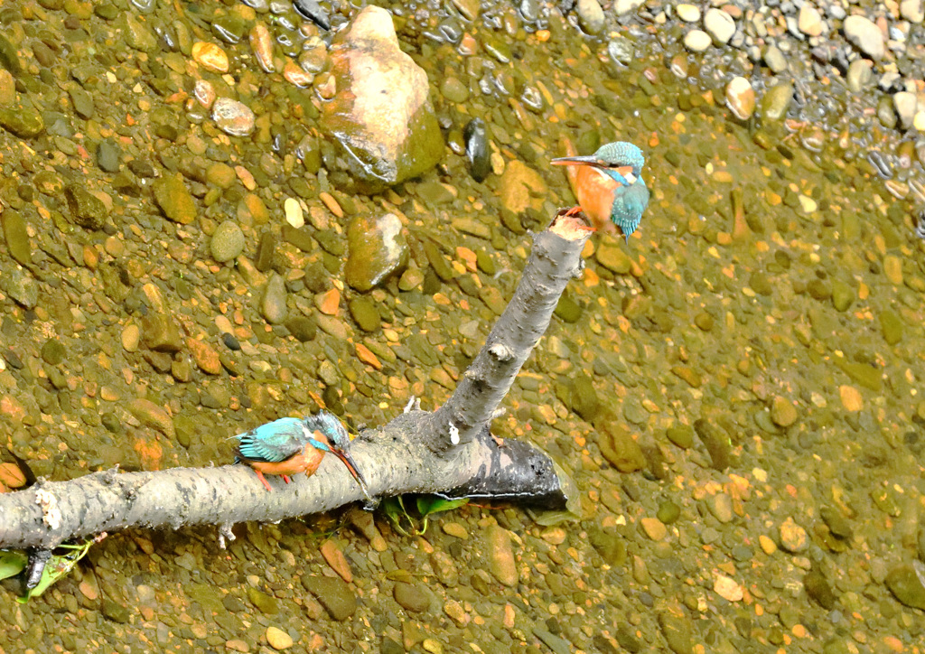 小さい魚だけど