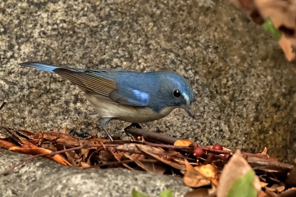 水のみルリ君