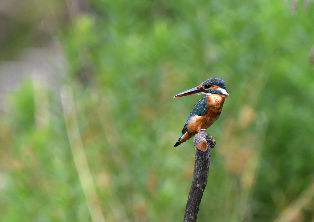 蓮池のカワセミ