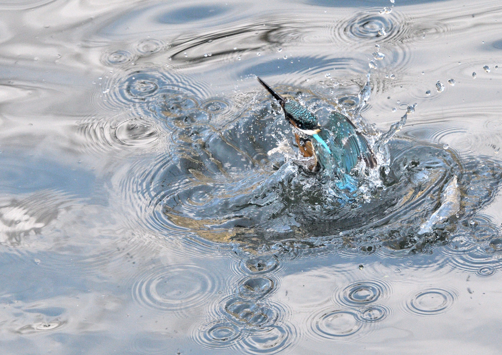 川のカワセミ（２）