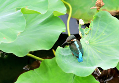 いいよ自分で獲るよ