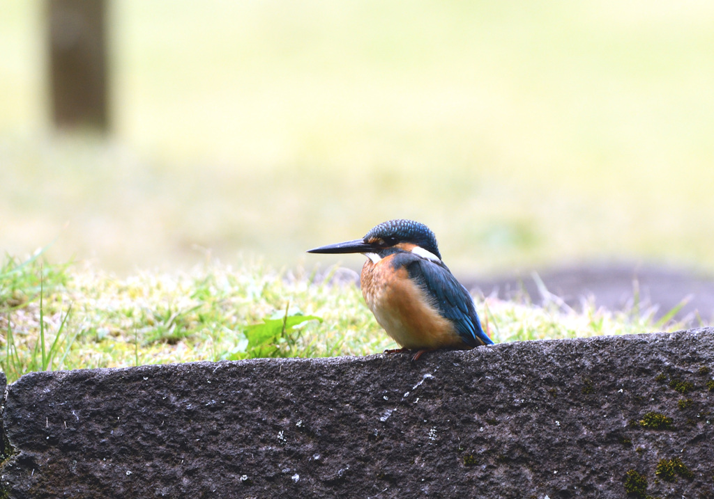 久しぶりのカワセミ