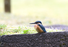 久しぶりのカワセミ