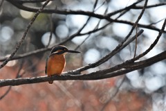 紅葉バックのカワセミ