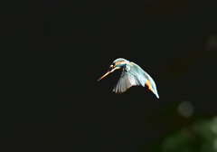 カワセミのフォバB