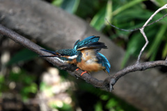 今日のカワセミ ポーズ1