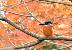 燃える秋をバックに