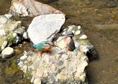 カワセミの給餌 カワセミの給餌