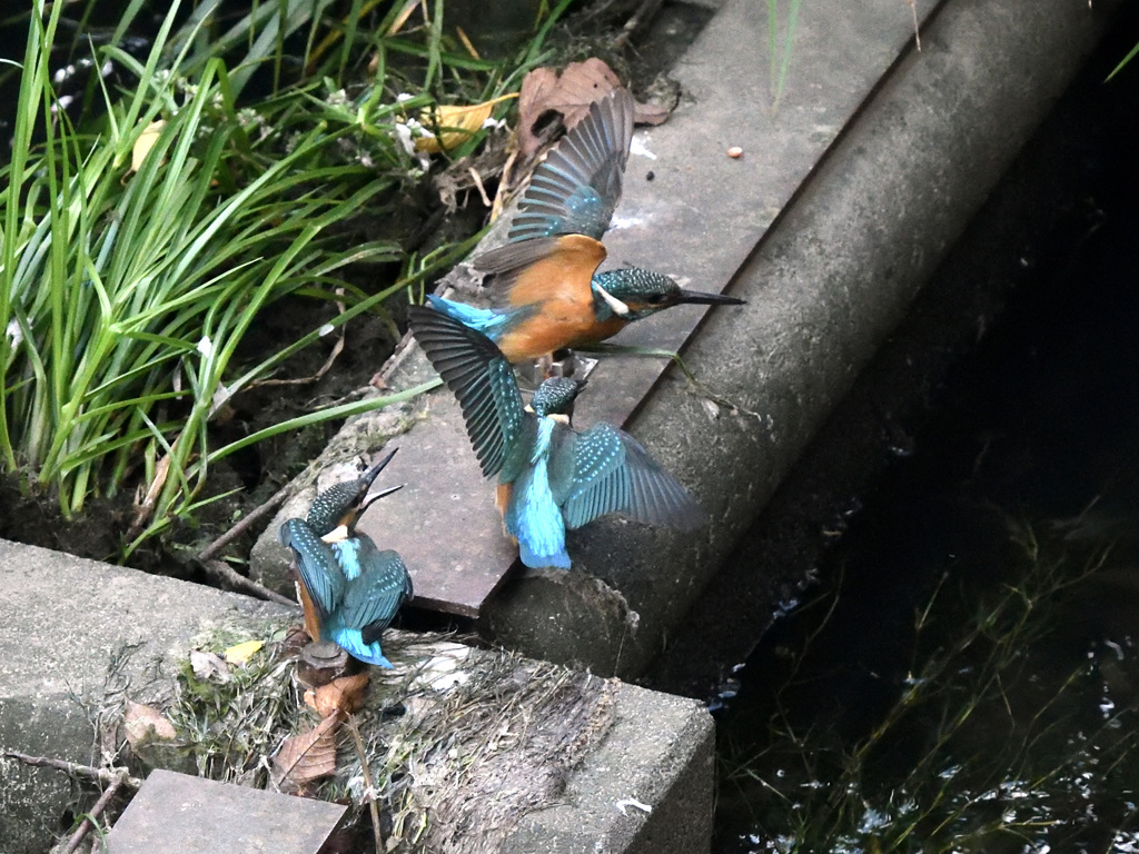 まだまだ捕りにいかなくちゃ