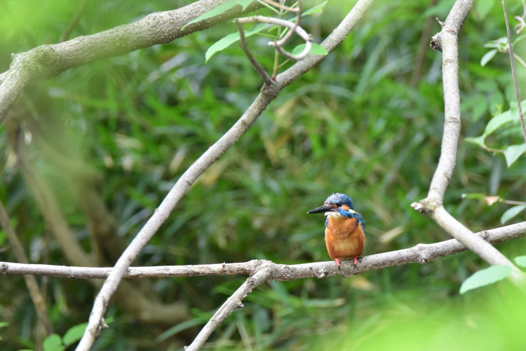 カメラマンがうるさいな、さっさと帰ろう！