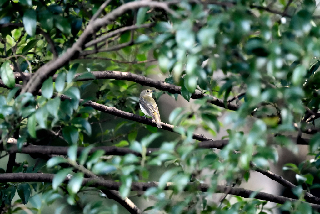 Ｒ公園のキビタキ♀