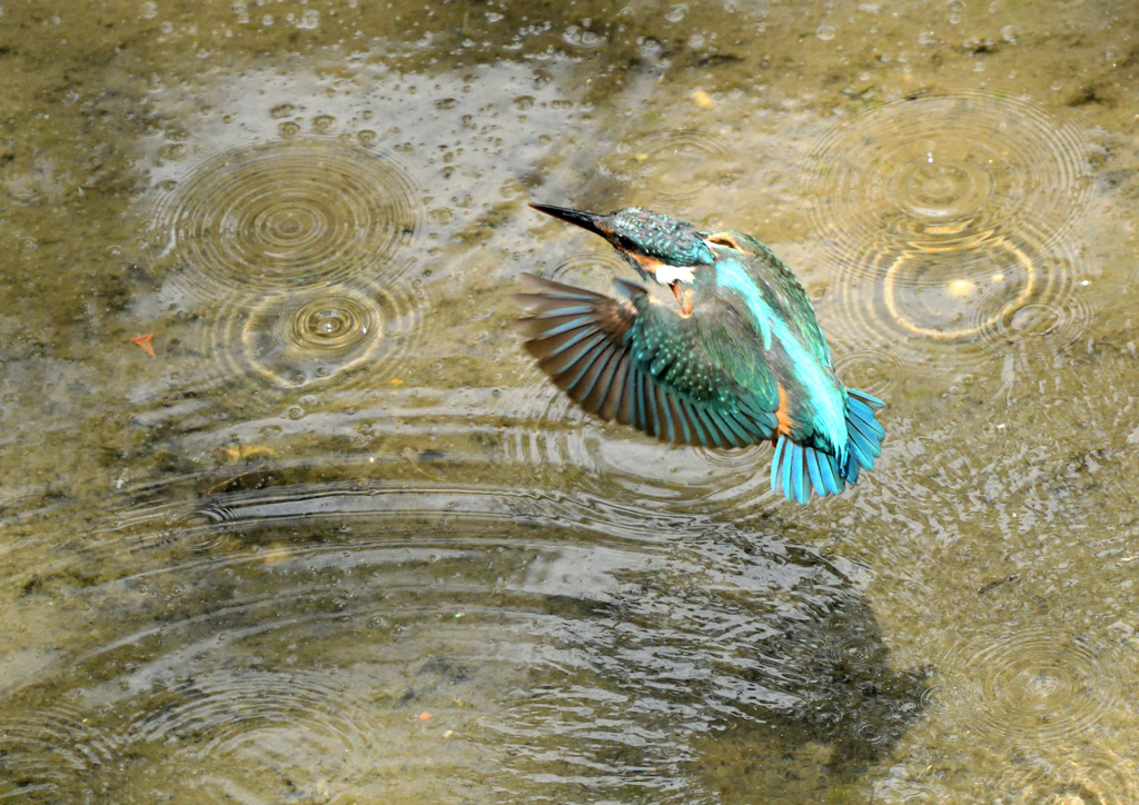 どこかに大物は？