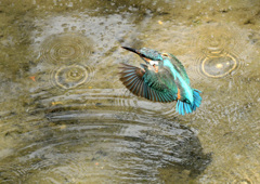 どこかに大物は？