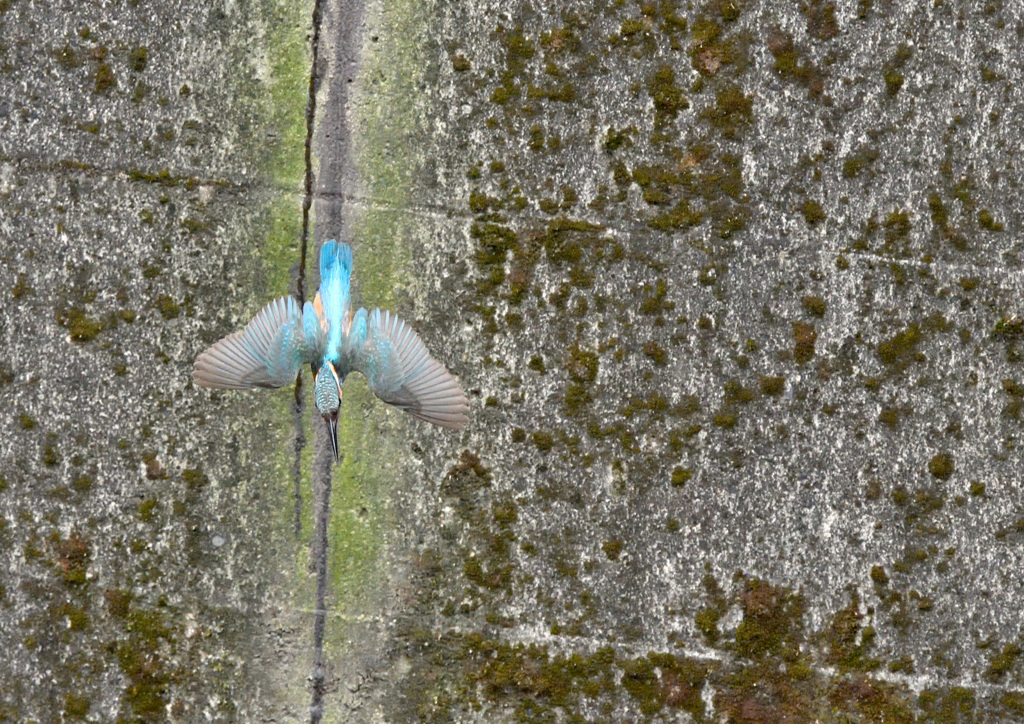 巣穴から飛び出す