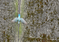 巣穴から飛び出す