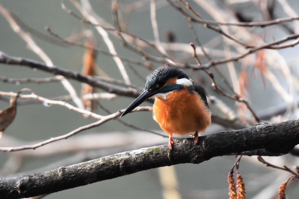 カワセミ君久しぶり