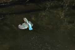 水浴び（3）