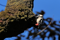 アカゲラ