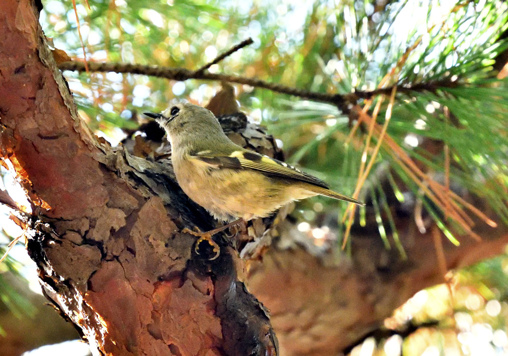 キクイタダキ３