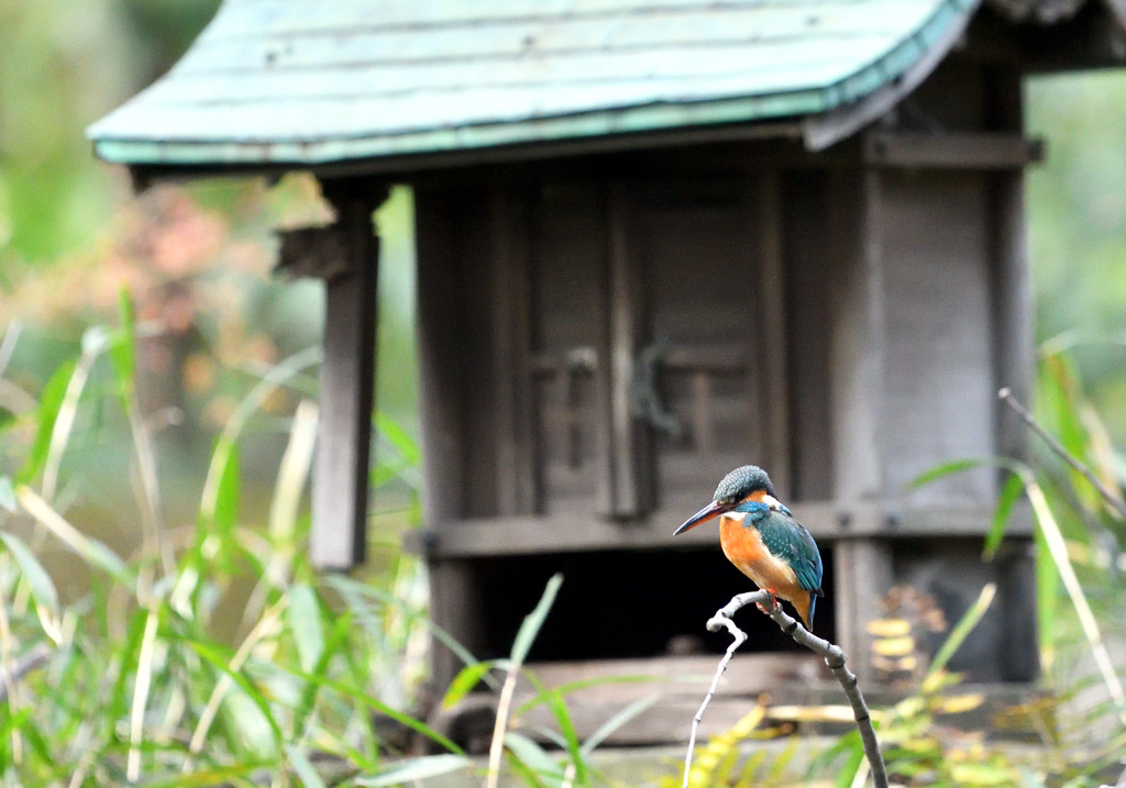 さあどこへ飛ぼう