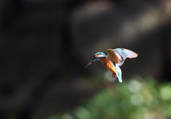 フォバリング２