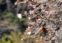 桜カワセミ　序章2