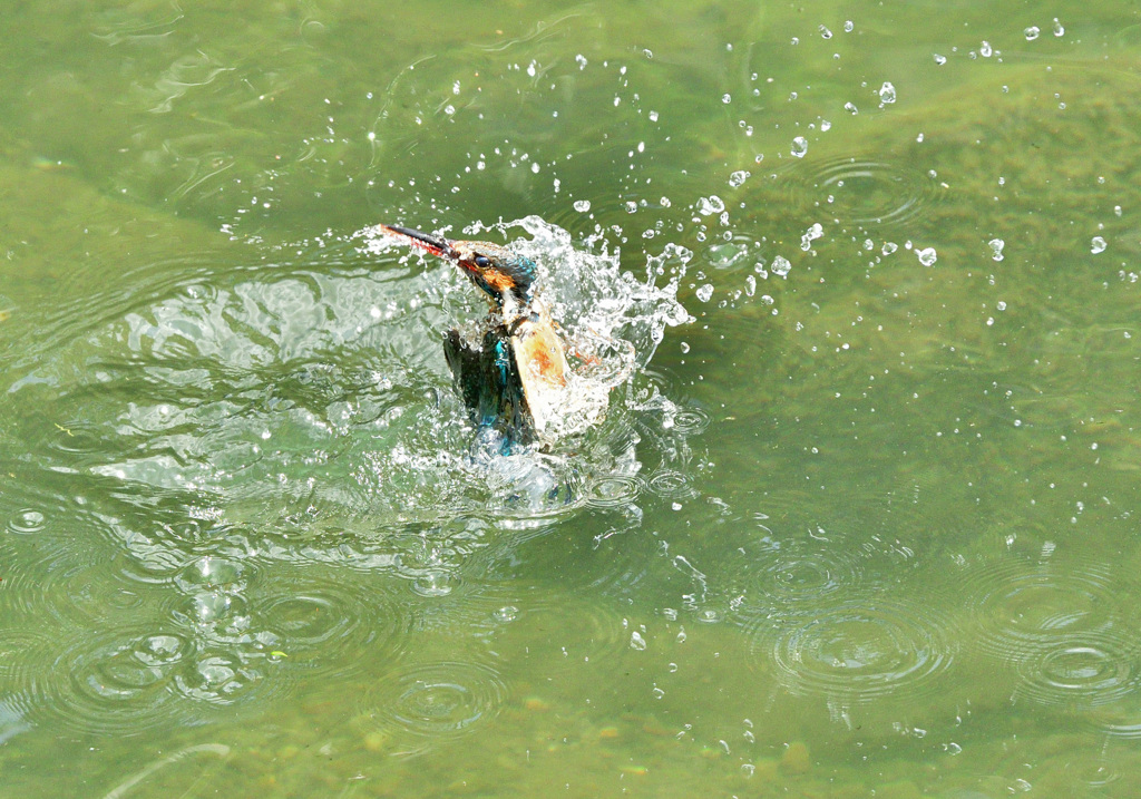 給餌後の水浴び（１）