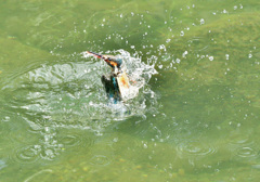 給餌後の水浴び（１）