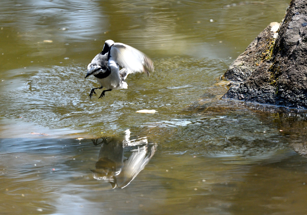 ハクセキレイのダイブ-２