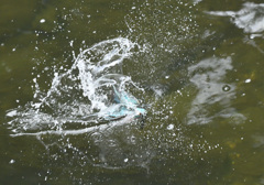 超低空から水浴び（２）