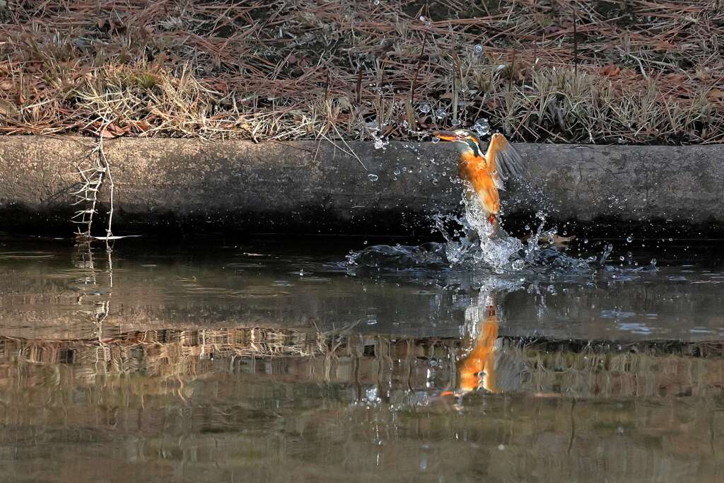 狩り１