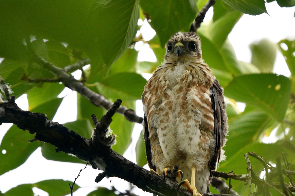 僕ツミ君、生まれて17目です