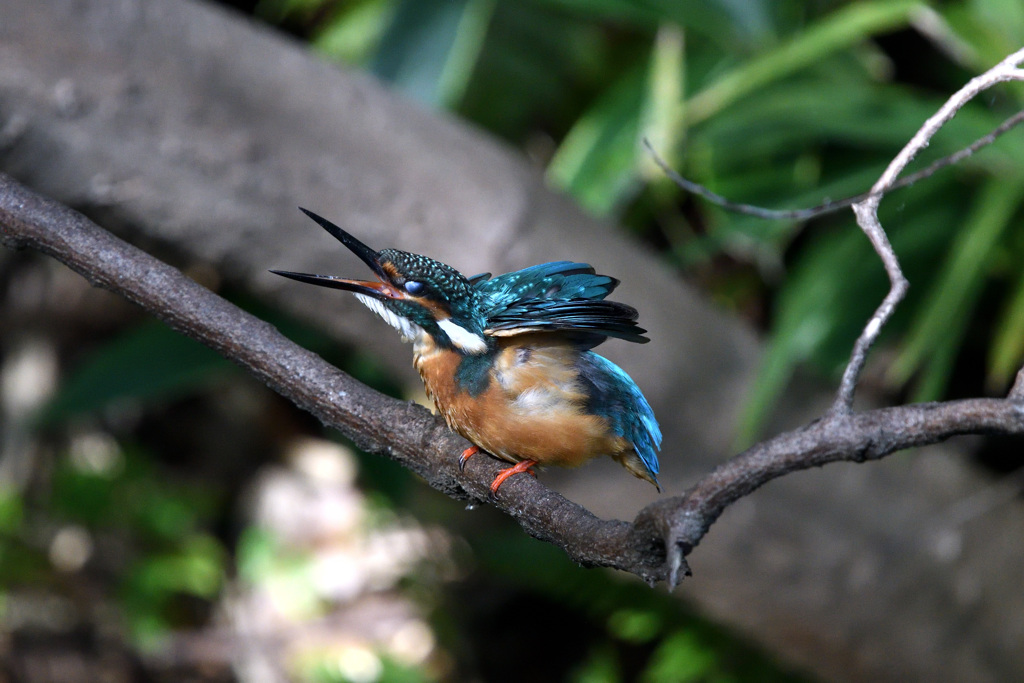 今日のカワセミ　ポーズ２