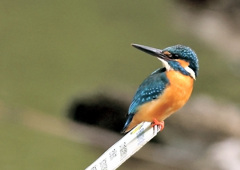 遠征カワセミ（１）