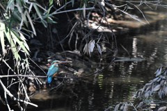 ポツンと寂しそうなカワセミ君