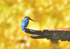 イエローバック