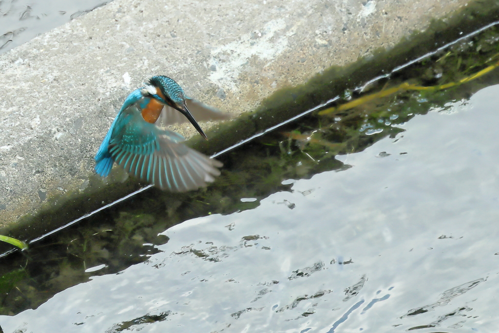 フォバリング３