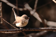 ニシオジロビタキ初撮り
