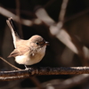ニシオジロビタキ初撮り